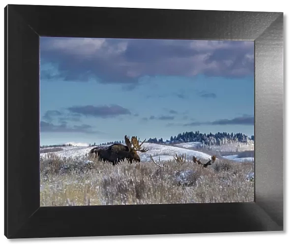 Bull moose providing lookout for the group, Grand Teton National Park, Wyoming