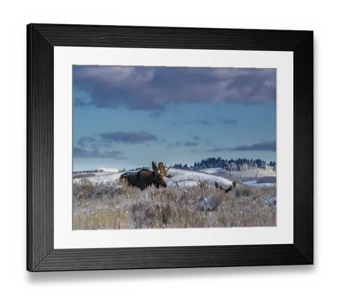 Framed Print : Bull moose providing lookout for the group, Grand Teton National Park, Wyoming Framed Print : Bull moose providing lookout for the group, Grand Teton National Park, Wyoming