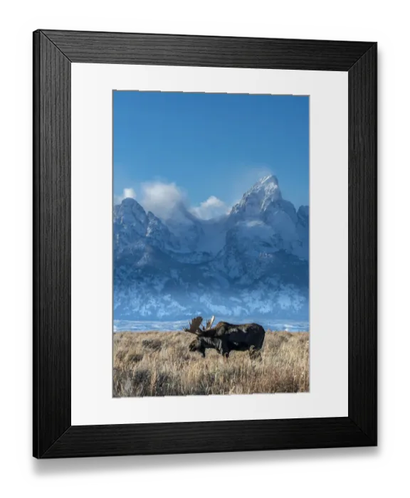 Framed Print : Bull moose portrait with Grand Teton Mountain and National Park in background, Wyoming