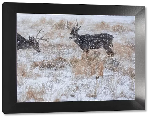 Mule Deer Bucks graze in snowstorm, Wyoming