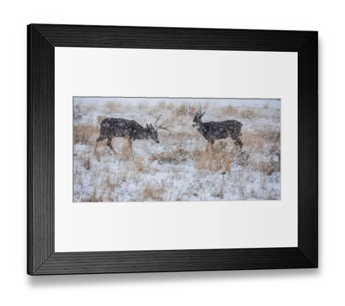 Framed Print : Mule Deer Bucks graze in snowstorm, Wyoming Framed Print : Mule Deer Bucks graze in snowstorm, Wyoming