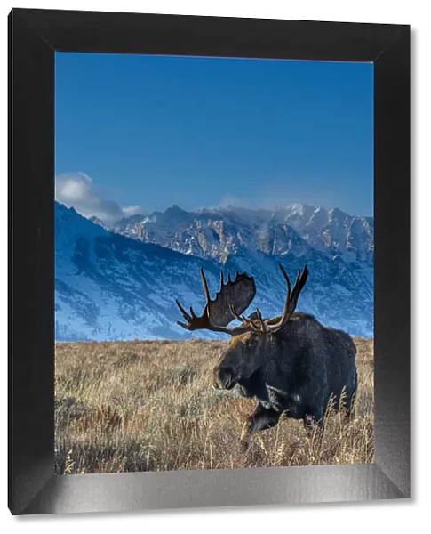 Bull moose portrait with Grand Teton National Park in background, Wyoming