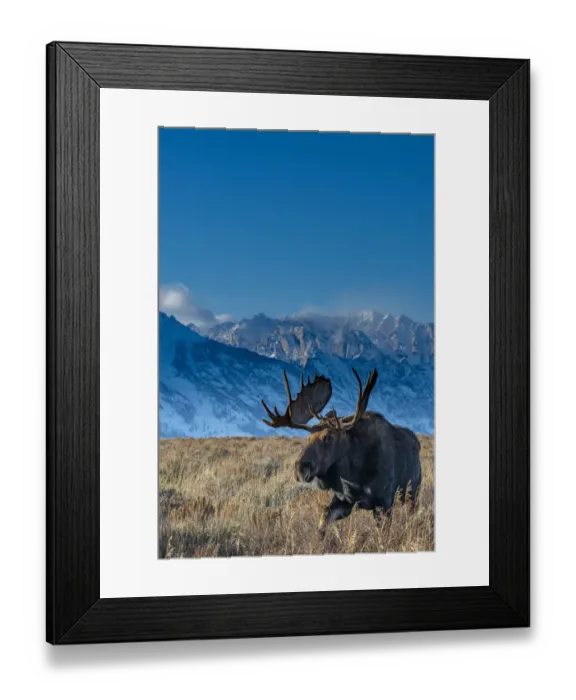 Framed Print : Bull moose portrait with Grand Teton National Park in background, Wyoming