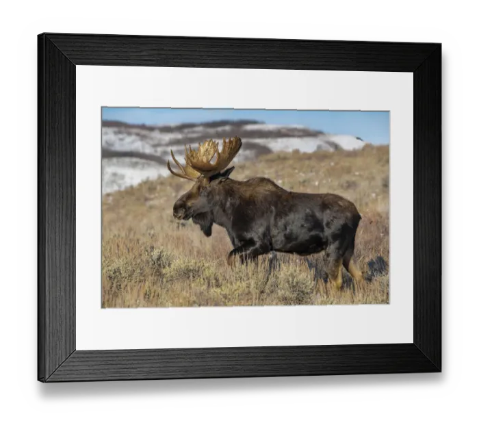 Framed Print : Portrait of Bull moose in sagebrush, Grand Teton National Park, Wyoming Framed Print : Portrait of Bull moose in sagebrush, Grand Teton National Park, Wyoming