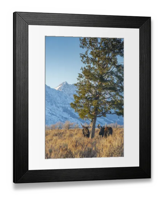 Framed Print : Bull moose vie for dominance at evergreen tree Grand Teton, National Park, Wyoming Framed Print : Bull moose vie for dominance at evergreen tree Grand Teton, National Park, Wyoming