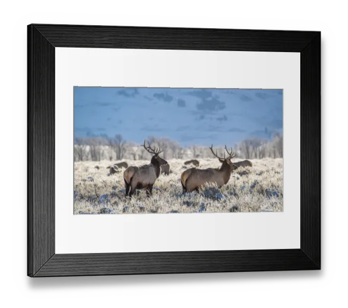 Framed Print : Two Bull elk graze in sagebrush, Grand Teton National Park, Wyoming Framed Print : Two Bull elk graze in sagebrush, Grand Teton National Park, Wyoming