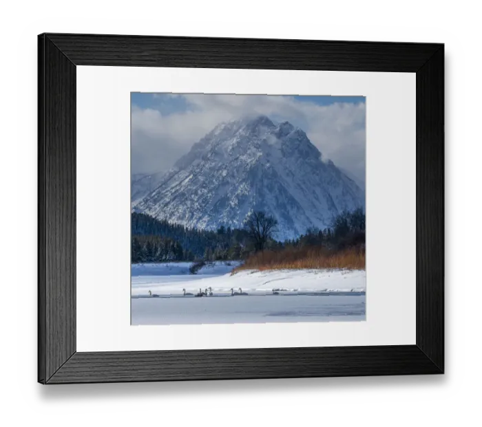 Framed Print : Flock of Trumpeter swans swim at Oxbow Bend in front of Mount Moran Framed Print : Flock of Trumpeter swans swim at Oxbow Bend in front of Mount Moran