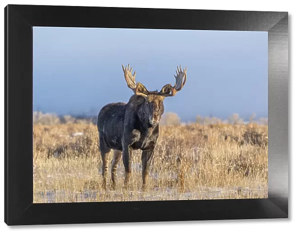 Eye contact from Bull Moose, Grand Teton National Park, Wyoming