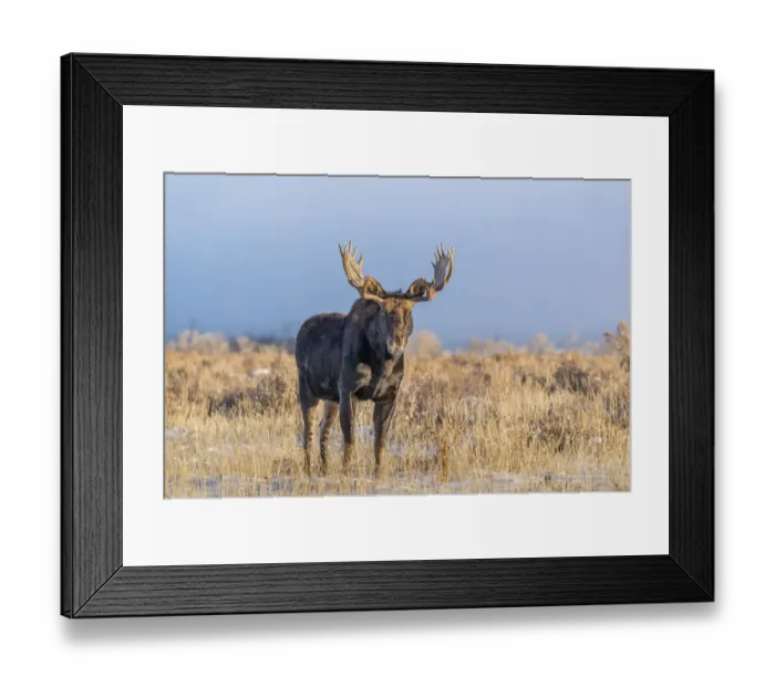 Framed Print : Eye contact from Bull Moose, Grand Teton National Park, Wyoming Framed Print : Eye contact from Bull Moose, Grand Teton National Park, Wyoming