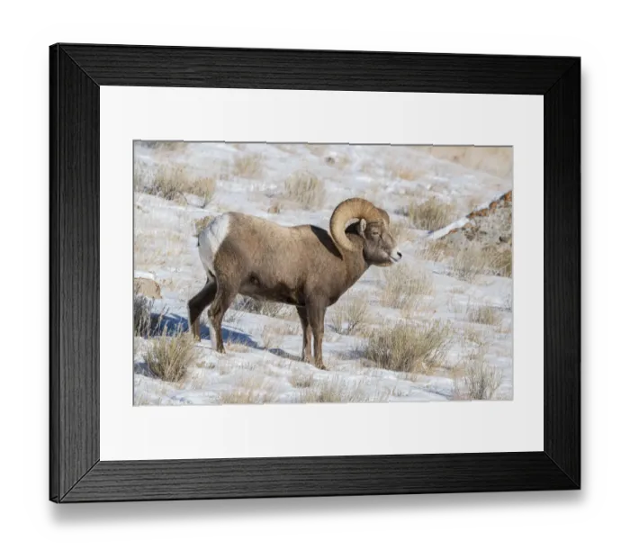 Framed Print : Large Bighorn Ram grazing in meadow, National elk Reserve near Grand Teton National Park Framed Print : Large Bighorn Ram grazing in meadow, National elk Reserve near Grand Teton National Park