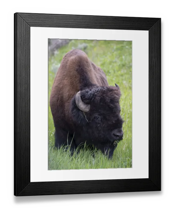 Framed Print : USA, Wyoming. Bison grazing, Yellowstone National Park