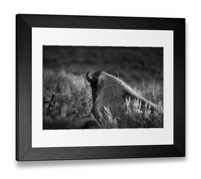 Framed Print : USA, Wyoming, Yellowstone National Park. Bison resting at sunset Framed Print : USA, Wyoming, Yellowstone National Park. Bison resting at sunset