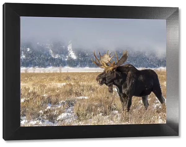 Bull moose portrait with snowy Grand Teton National Park in background, Wyoming