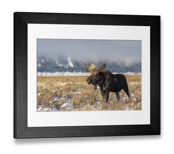 Framed Print : Bull moose portrait with snowy Grand Teton National Park in background, Wyoming Framed Print : Bull moose portrait with snowy Grand Teton National Park in background, Wyoming