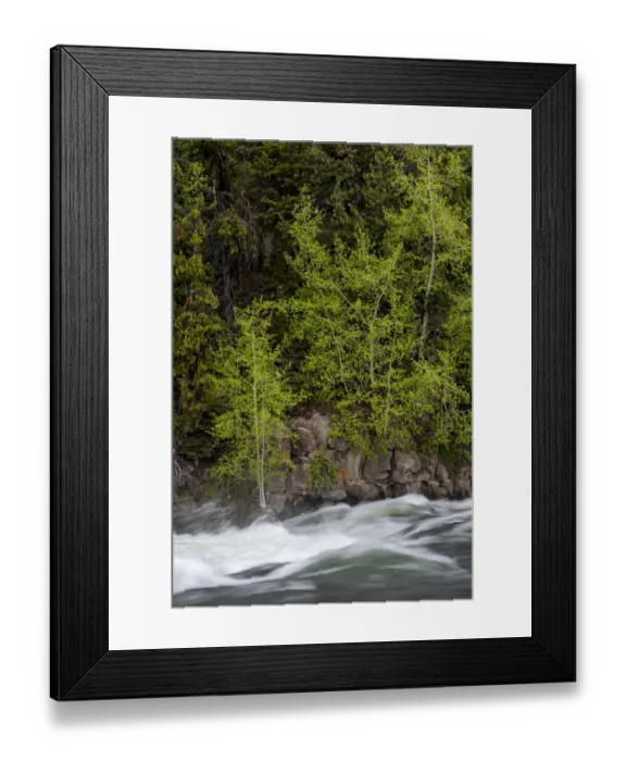 Framed Print : USA, Wyoming. Budding trees, La Grange Cascade, Yellowstone National Park