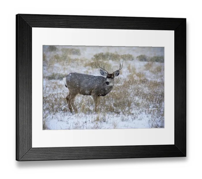 Framed Print : Mule Deer Bucks graze in snowstorm, Wyoming Framed Print : Mule Deer Bucks graze in snowstorm, Wyoming