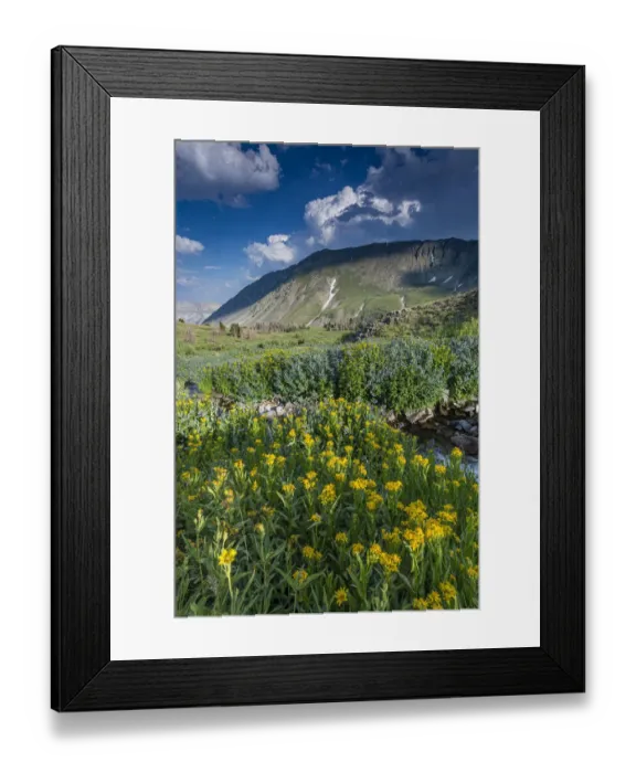 Framed Print : Arnica and bluebell wildflowers next to creek, Absaroka Mountains near Cody and Meeteetse