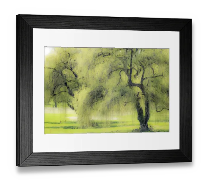 Framed Print : USA, Washington State, Medina spring greens willow tree Framed Print : USA, Washington State, Medina spring greens willow tree