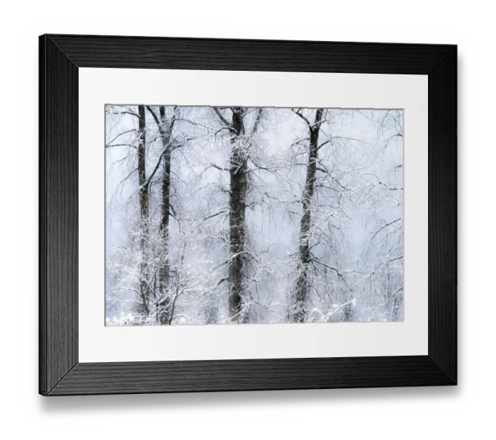 Framed Print : USA, Washington State, Fall City valley with fresh snows on Cottonwoods Framed Print : USA, Washington State, Fall City valley with fresh snows on Cottonwoods