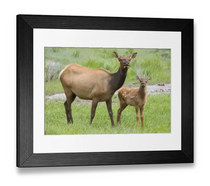 Framed Print : WY, Yellowstone National Park, Elk calf and mother Framed Print : WY, Yellowstone National Park, Elk calf and mother