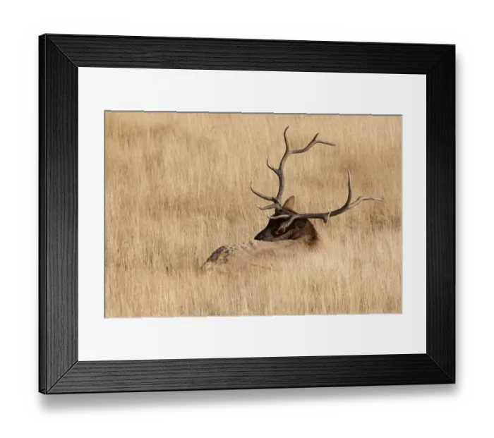 Framed Print : WY, Yellowstone National Park, Bull Elk, in meadow, (Cervus elaphus) Framed Print : WY, Yellowstone National Park, Bull Elk, in meadow, (Cervus elaphus)