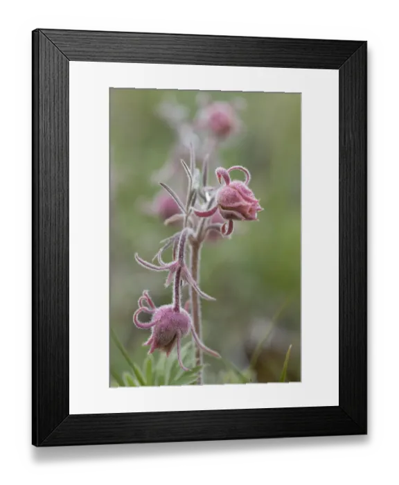 Framed Print : USA, Wyoming. Prairie Smoke, Yellowstone National Park