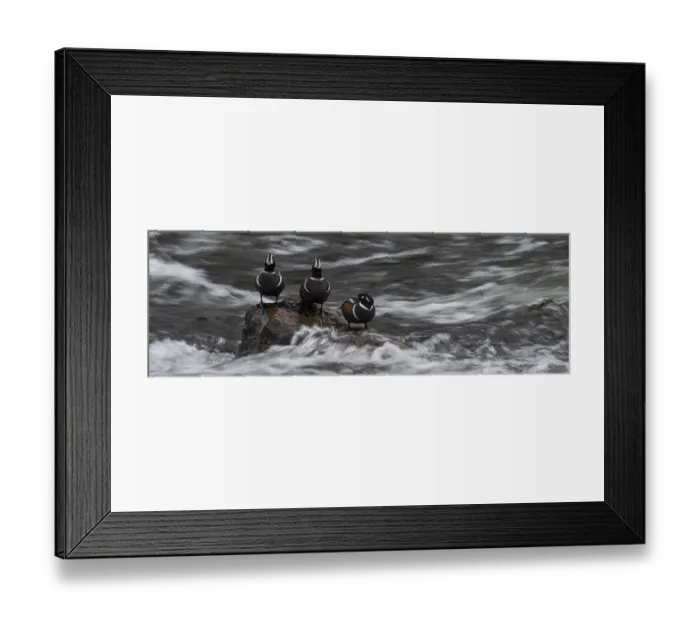 Framed Print : USA, Wyoming. Harlequin ducks, La Grange Cascade, Yellowstone National Park Framed Print : USA, Wyoming. Harlequin ducks, La Grange Cascade, Yellowstone National Park