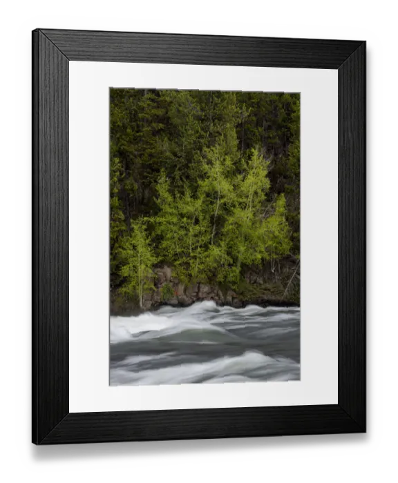 Framed Print : USA, Wyoming. Budding trees, La Grange Cascade, Yellowstone National Park Framed Print : USA, Wyoming. Budding trees, La Grange Cascade, Yellowstone National Park