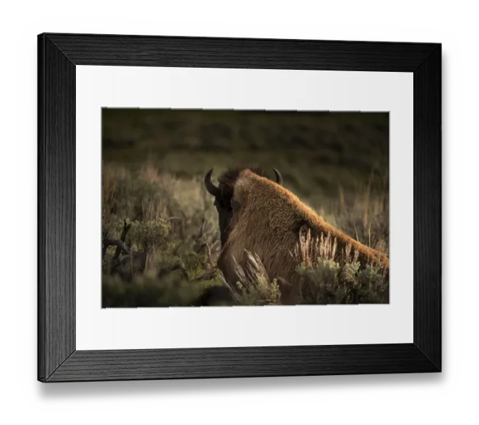 Framed Print : USA, Wyoming, Yellowstone National Park. Bison resting at sunset