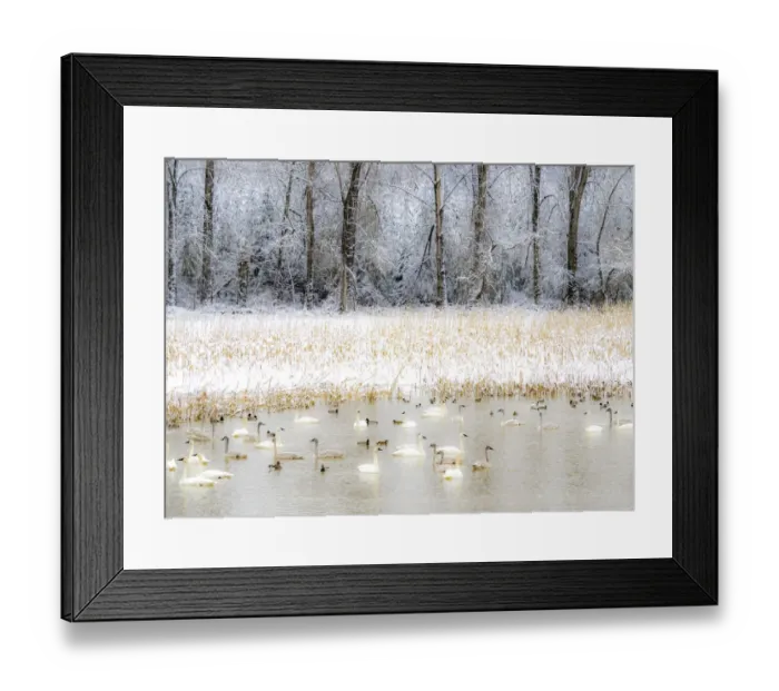 Framed Print : USA, Washington State, Fall City flooded pond with winters fresh snow