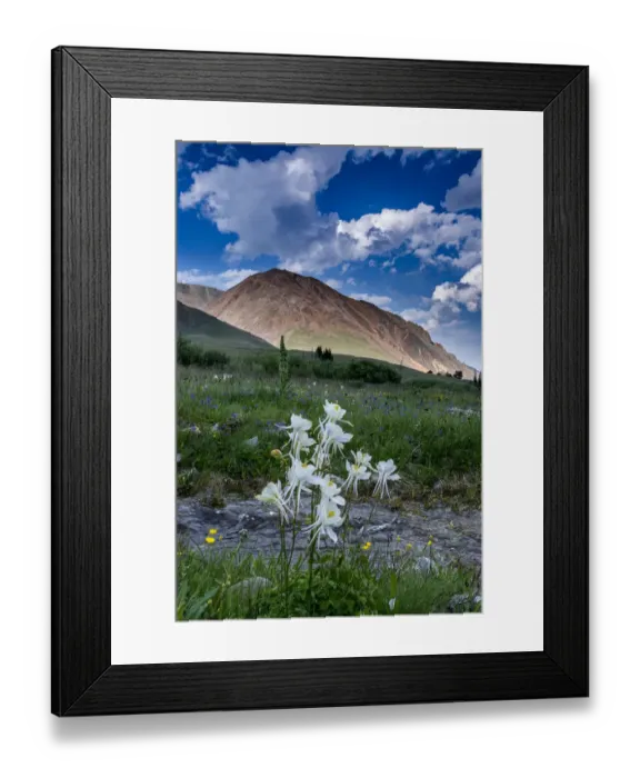 Framed Print : Columbine and small creek, Absaroka Mountains near Cody and Meeteetse, Wyoming, USA Framed Print : Columbine and small creek, Absaroka Mountains near Cody and Meeteetse, Wyoming, USA