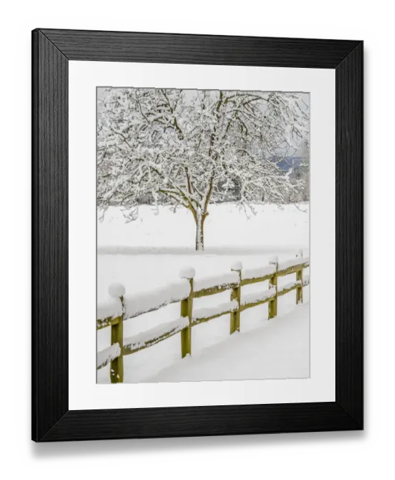 Framed Print : USA, Washington State, Fall City, fresh snow on trees and fence Framed Print : USA, Washington State, Fall City, fresh snow on trees and fence