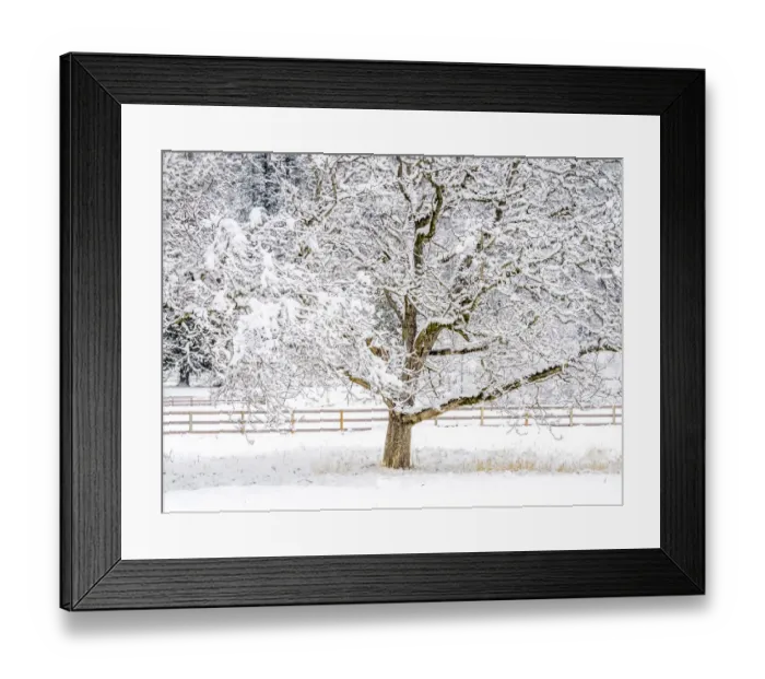 Framed Print : USA, Washington State, Fall City, fresh snow on trees and fence Framed Print : USA, Washington State, Fall City, fresh snow on trees and fence