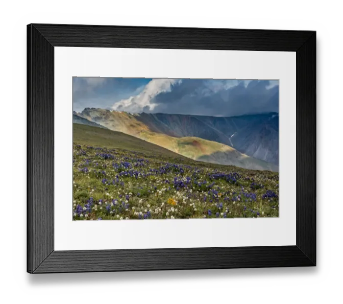 Framed Print : Lupine and Bistort wildflowers cover high alpine meadow Framed Print : Lupine and Bistort wildflowers cover high alpine meadow