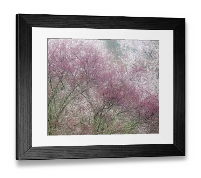Framed Print : USA, Washington State, Fall City springtime and cherry trees just beginning to bloom Framed Print : USA, Washington State, Fall City springtime and cherry trees just beginning to bloom
