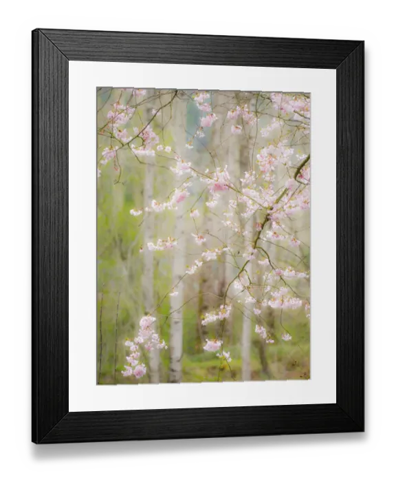 Framed Print : USA, Washington State, Fall City springtime and cherry trees just beginning to bloom Framed Print : USA, Washington State, Fall City springtime and cherry trees just beginning to bloom