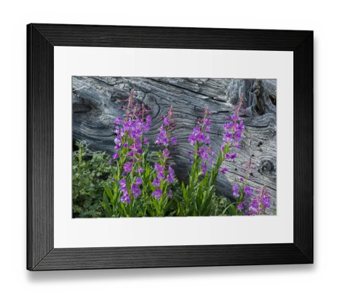 Framed Print : Fireweed wildflowers in Absaroka Mountains near Cody and Meeteetse, Wyoming, USA Framed Print : Fireweed wildflowers in Absaroka Mountains near Cody and Meeteetse, Wyoming, USA