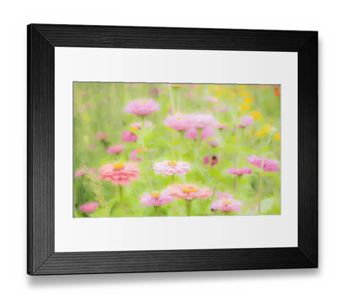 Framed Print : USA, Washington State, Oakville, Pacific Northwest zinnia flower Framed Print : USA, Washington State, Oakville, Pacific Northwest zinnia flower