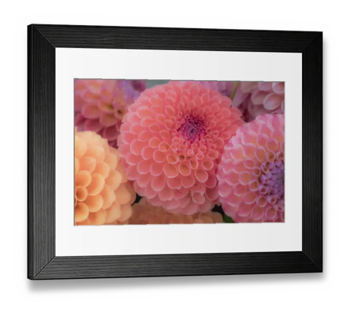 Framed Print : USA, Washington State, Sammamish Dahlia flower design and patterns Framed Print : USA, Washington State, Sammamish Dahlia flower design and patterns