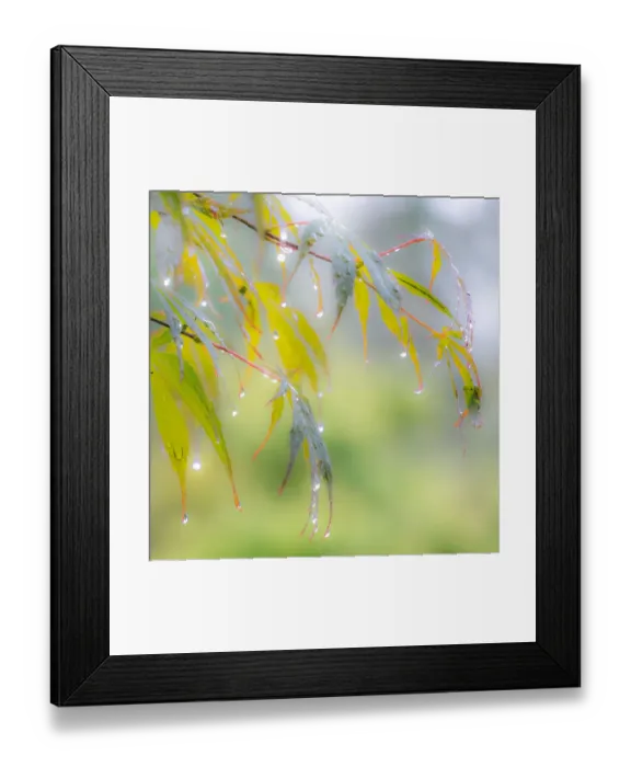 Framed Print : USA, Washington State, Sammamish dew drops on Japanese Maple leaves Framed Print : USA, Washington State, Sammamish dew drops on Japanese Maple leaves