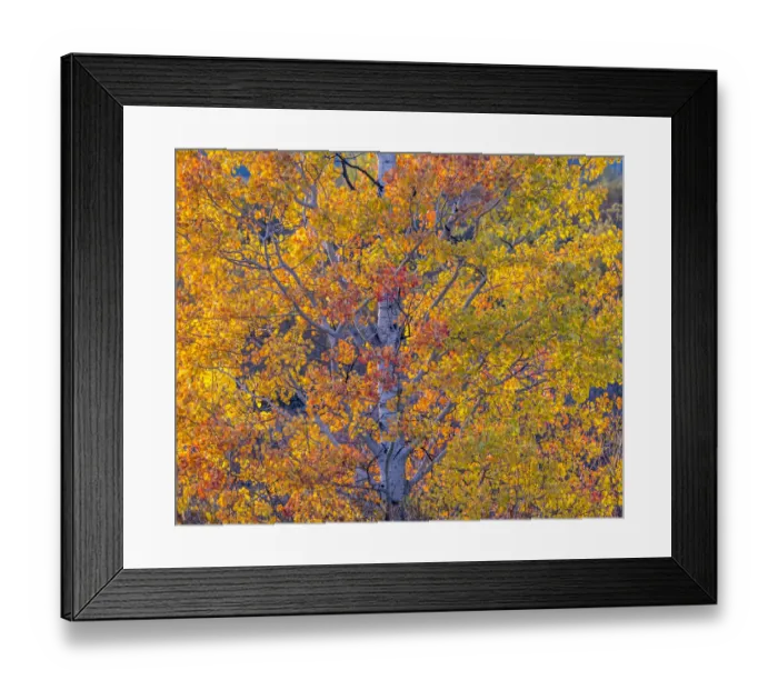 Framed Print : USA, Wyoming, Jackson, Grand Teton National Park and fall colors on Aspen Trees Framed Print : USA, Wyoming, Jackson, Grand Teton National Park and fall colors on Aspen Trees