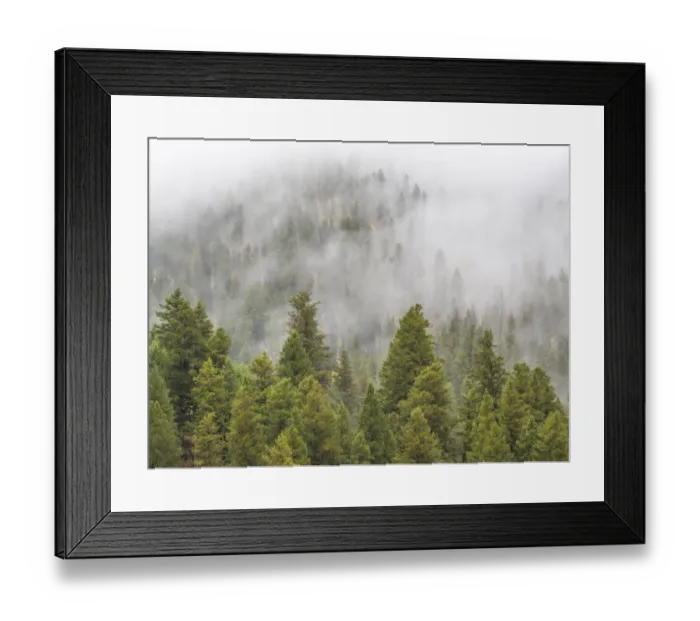 Framed Print : USA, Wyoming, Hoback, clouds intermingling with evergreens on rainy morning