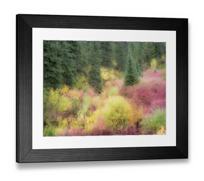 Framed Print : USA, Wyoming, Hoback fall colors along Highway 89 with Dogwood, Willow, Evergreens Framed Print : USA, Wyoming, Hoback fall colors along Highway 89 with Dogwood, Willow, Evergreens