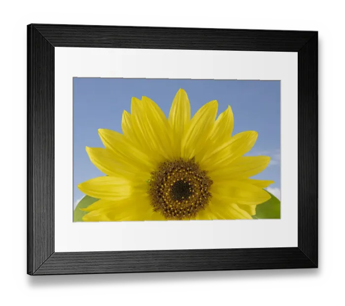 Framed Print : Sunny Sunflower. Credit as: Don Paulson  /  Jaynes Gallery  /  DanitaDelimont. com