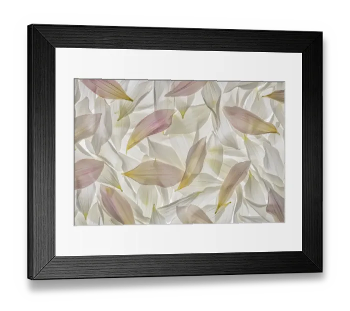 Framed Print : Dahlia Petals. Credit as: Don Paulson / Jaynes Gallery / DanitaDelimont. com Framed Print : Dahlia Petals. Credit as: Don Paulson / Jaynes Gallery / DanitaDelimont. com