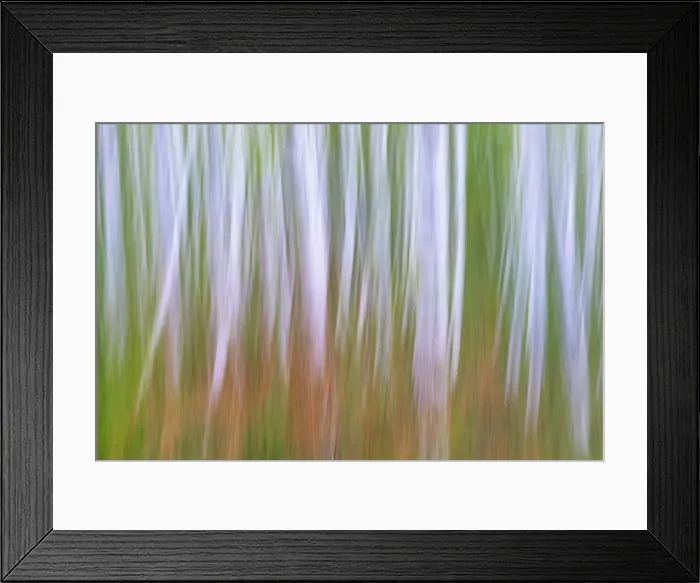 Framed Print : USA, Washington State, Seabeck. Young alder grove and bracken ferns in fall