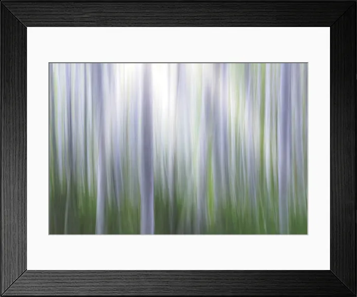 Framed Print : USA, Washington State, Seabeck. Panoramic abstract of alder grove