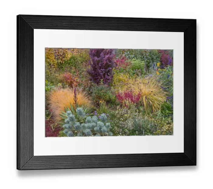Framed Print : USA, Washington State, Lemolo. Garden in autumn. Credit as Framed Print : USA, Washington State, Lemolo. Garden in autumn. Credit as