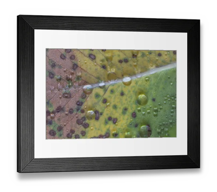 Framed Print : USA, Washington State, Seabeck. Rain drops on fallen salal leaf