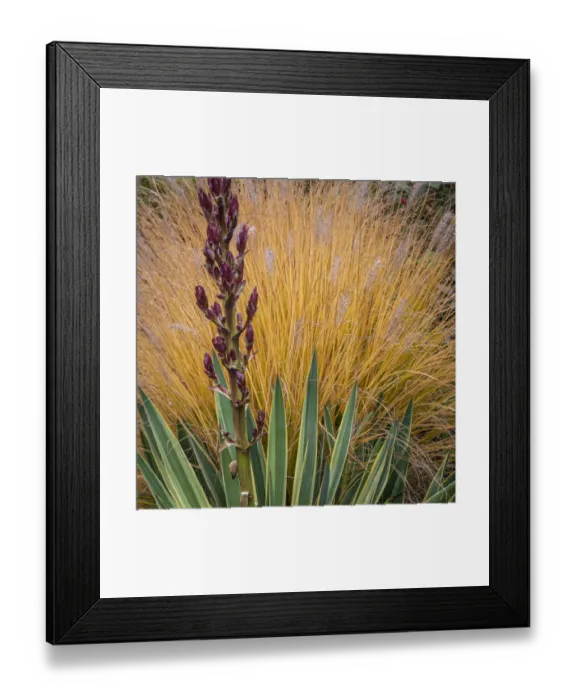 Framed Print : Yucca and Ornamental Grass in Fall, Washington, Lemolo Credit as Framed Print : Yucca and Ornamental Grass in Fall, Washington, Lemolo Credit as